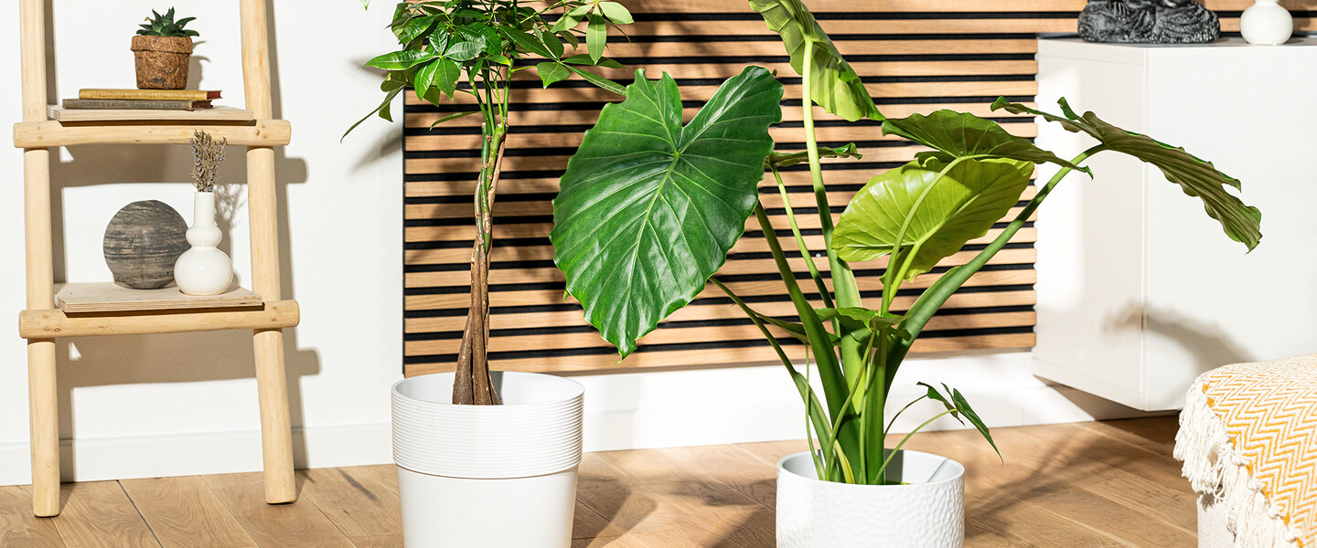 Zimmerpflanze Pfeilblatt/Elefantenohr (Alocasia) steht im Wohnraum