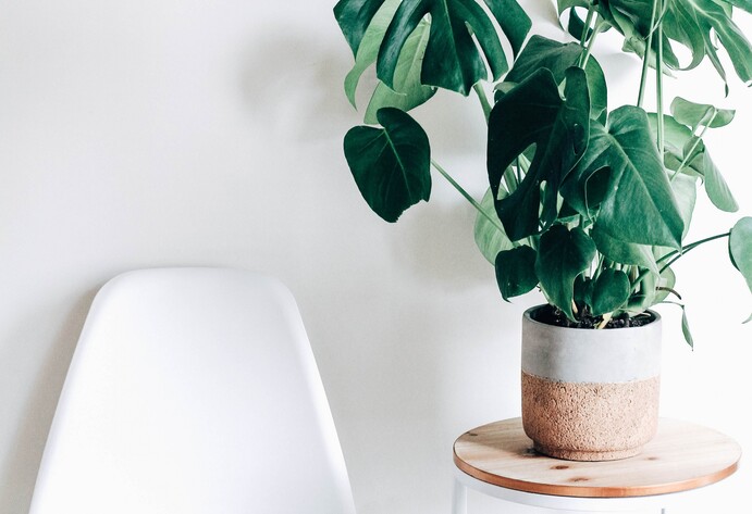 Kleine Monstera steht auf Tisch neben einem weißen Stuhl