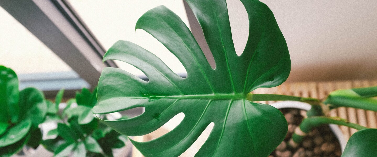 Draufsicht Monstera Blatt