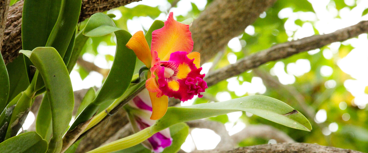 Cattleya-Orchidee