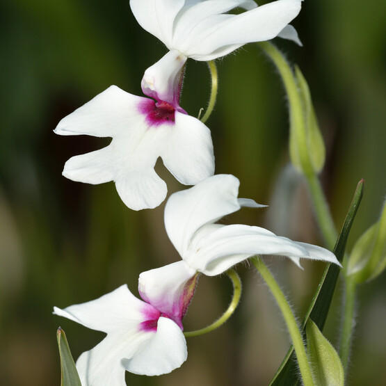 Calanthe-Orchidee