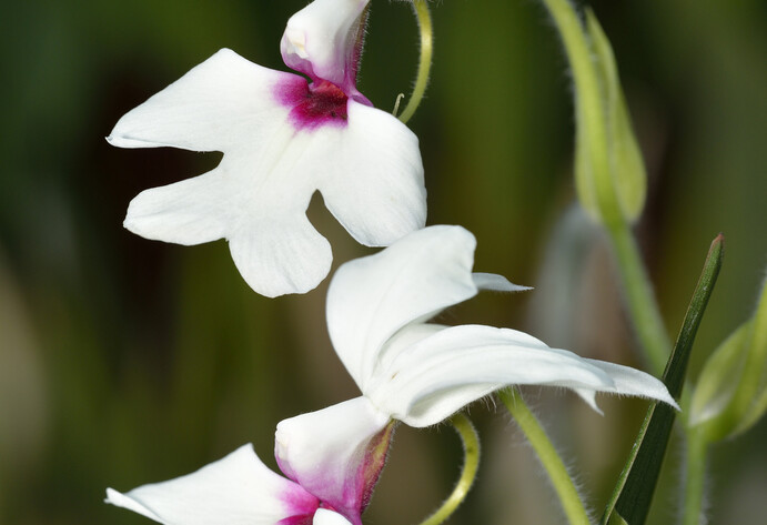 Calanthe-Orchidee