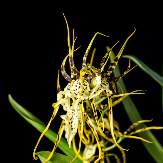 Spinnenorchidee Brassia