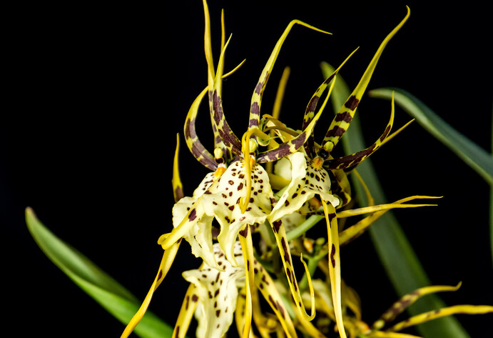 Spinnenorchidee Brassia