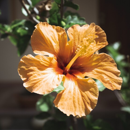 Nahaufnahme Hibiskusblüte