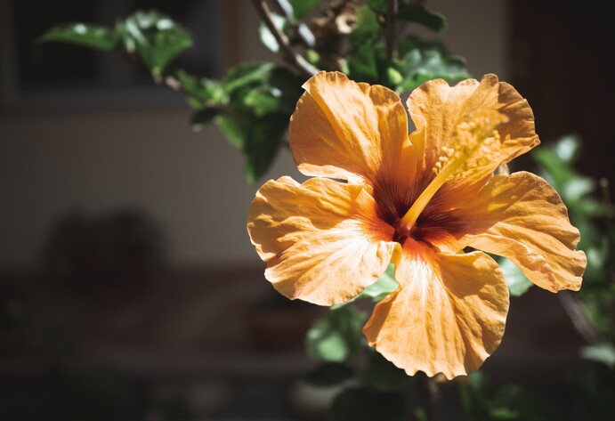 Nahaufnahme Hibiskusblüte