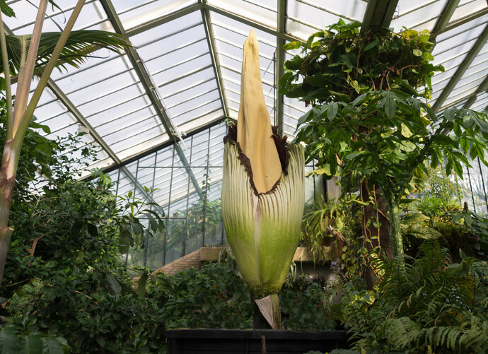 Titanwurz im Gewächshaus von Kew Gardens