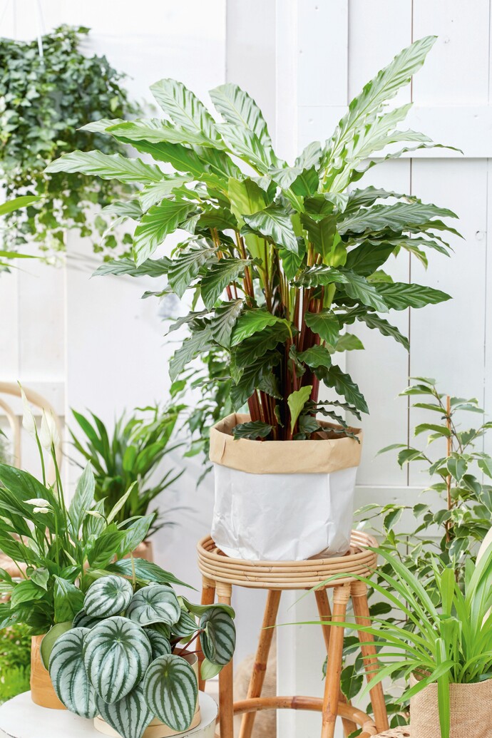 Calathea rufibarba