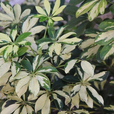 Schefflera