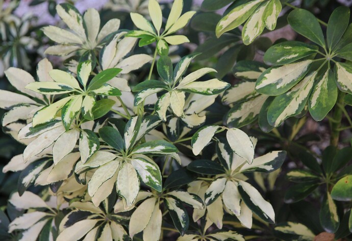 Schefflera