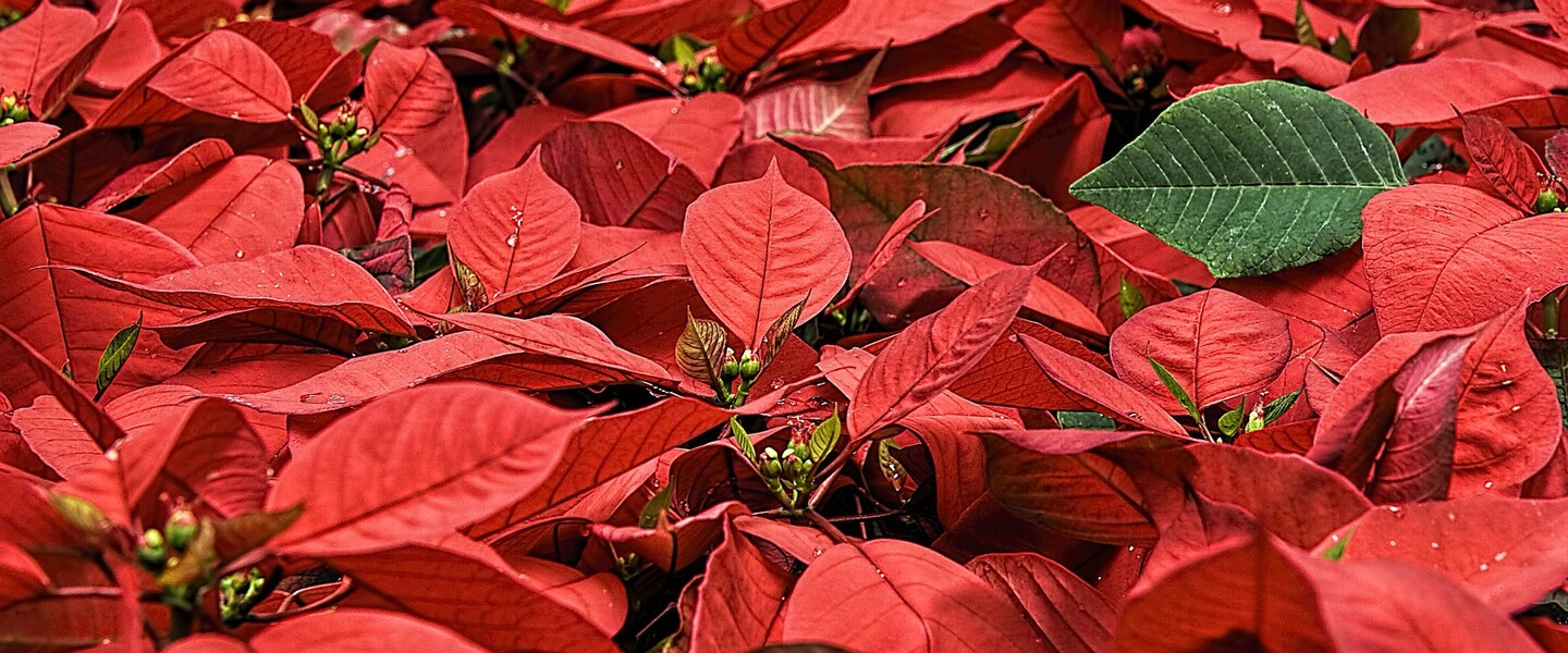 Rote Weihnachtssterne