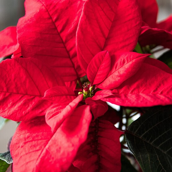 Blüte eines Weihnachtssterns