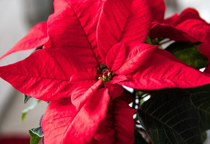 Blüte eines Weihnachtssterns