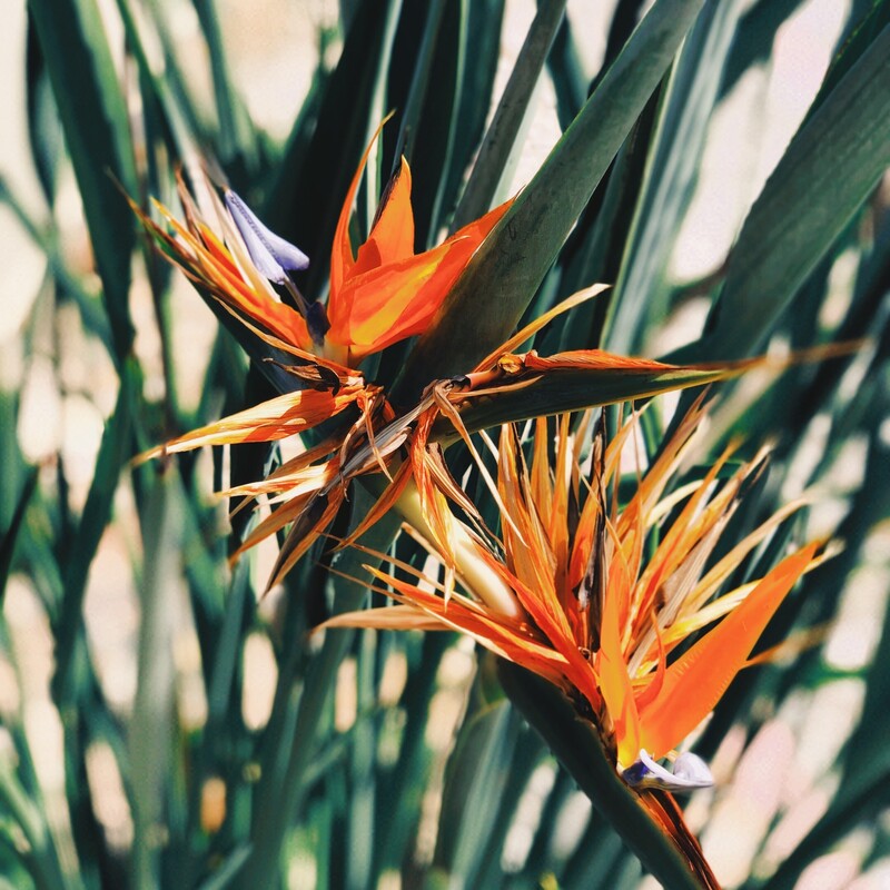 Paradiesvogelblume mit organgenen Blättern