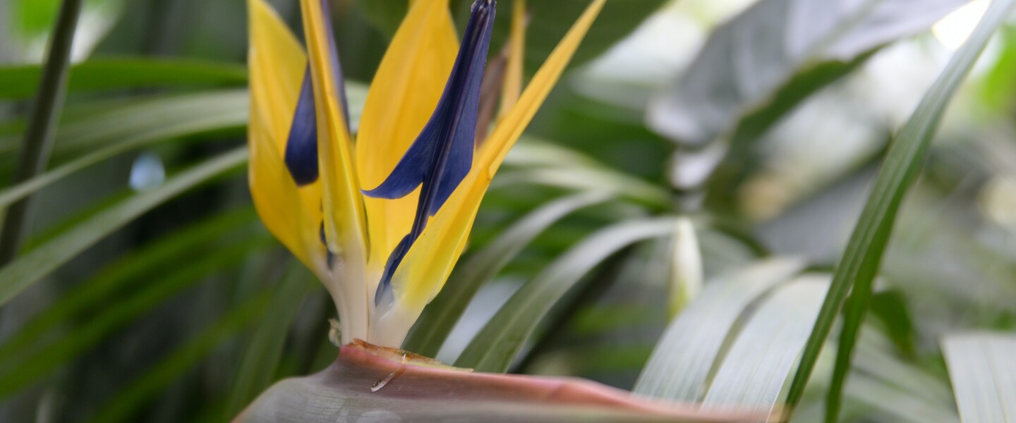 Paradiesvogelblumen Bl&uuml;te in gelb