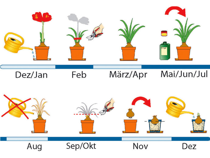 Pflegeplan für Amaryllis