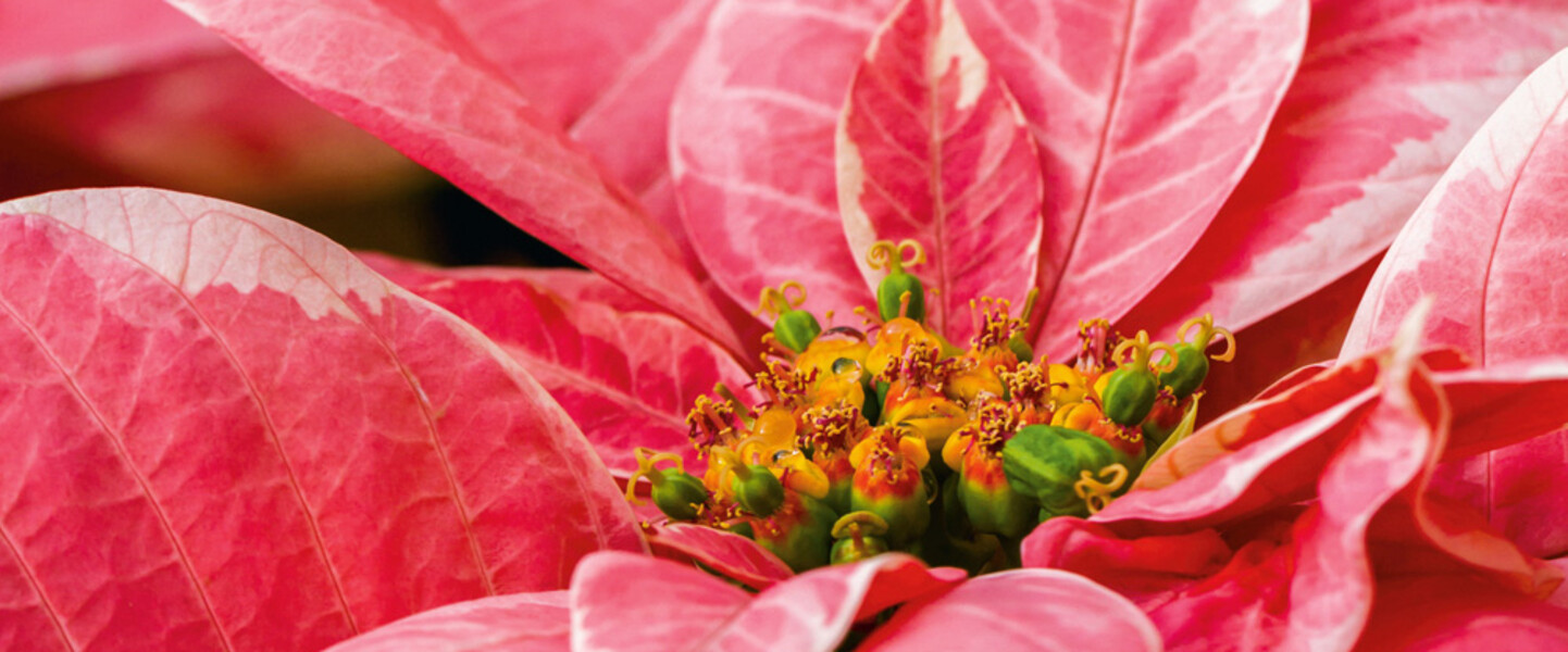 Bl&uuml;te des Weihnachtsstern