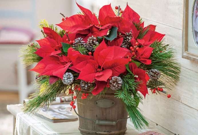 Weihnachtsstrauß mit Weihnachtsstern, Seidenkiefer und roter Winterbeere