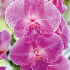 Rosafarbene Phalaenopsis-Blüten