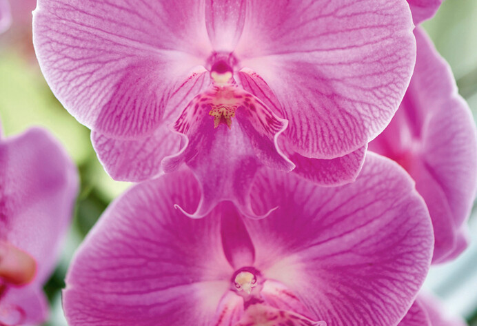 Rosafarbene Phalaenopsis-Blüten