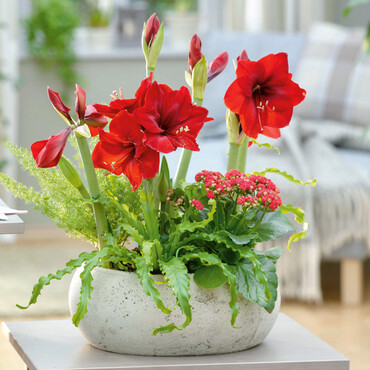 Rote Amaryllis